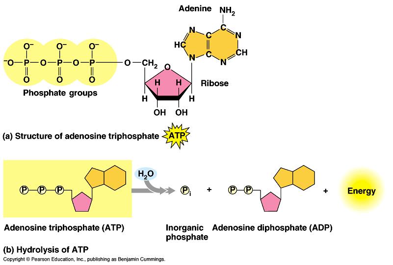 ATP: Adenosine triphosphate