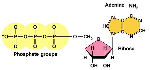 Phosphate groups (You