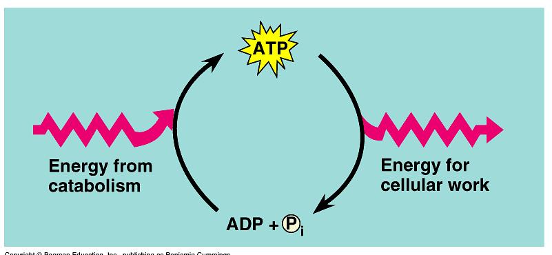 ATP is regenerated!