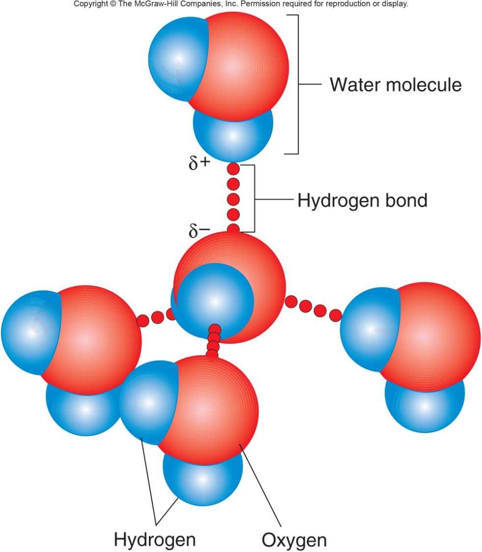 Example of Intermolecular Forces: The positively charged H of one molecule is attracted to the negatively charged O, N or F of another molecule Hydrogen Bonds Eg.