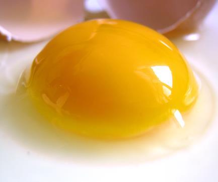 eye: egg yolk, Caulerpa is a type of