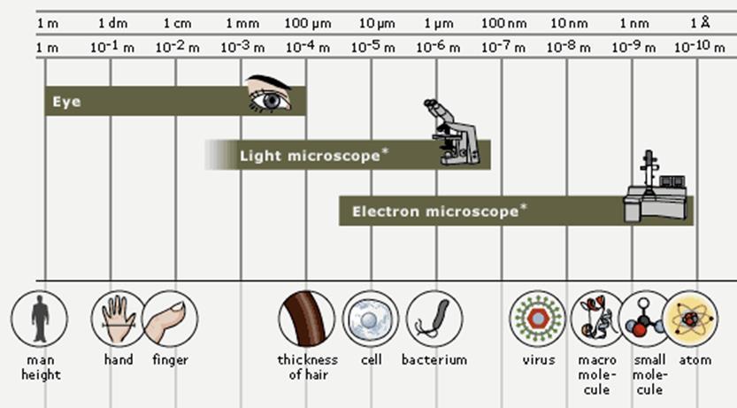 Observing Cells: Microscopes Magnification: refers to the microscope s power to increase an