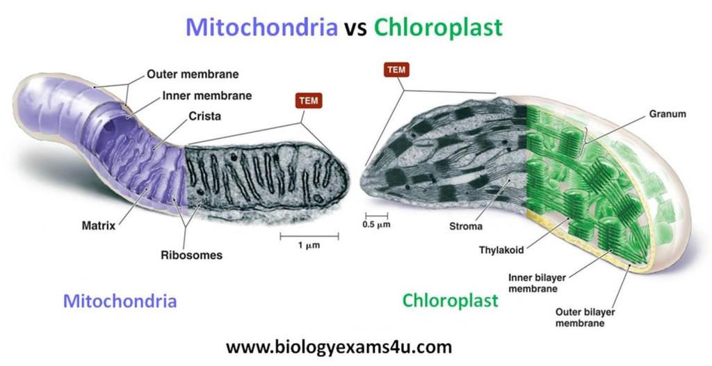 Where do they get energy? So where do plant cells and animal cells get their energy? In plants, these energy factories are called chloroplasts.
