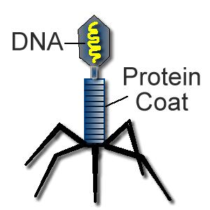 Exceptions to the Cell Theory There are two exceptions to the Cell Theory: Viruses are composed of 2 chemicals: DNA or RNA and a protein coat.