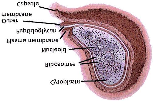 Prokaryotic Cells Prokaryotic Cells Simple Structure: Membrane,
