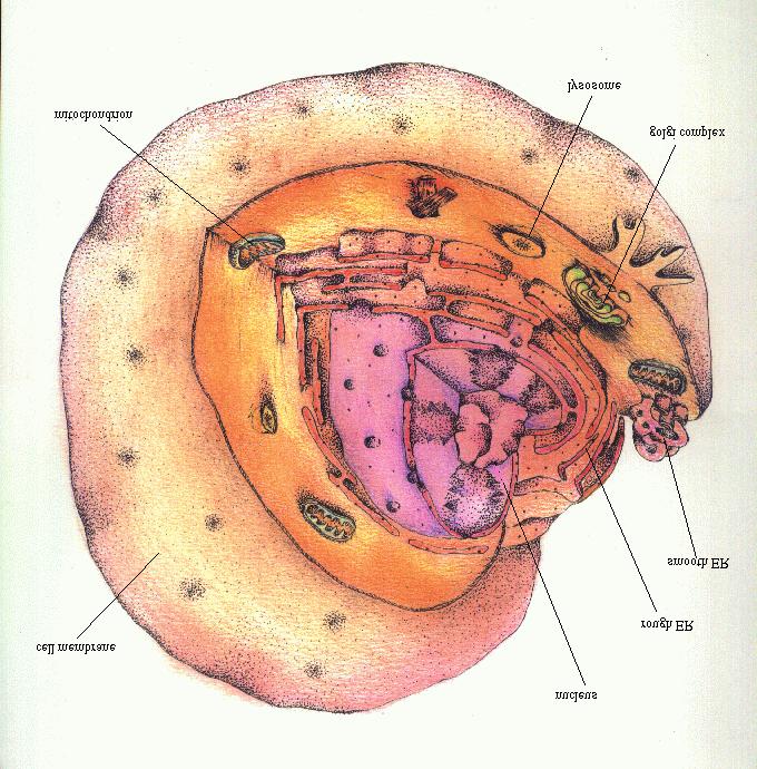 nucleus.