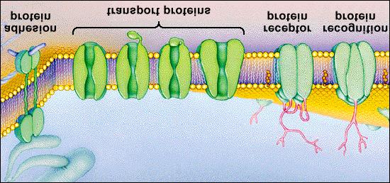 Cell Membrane Cytoplasm
