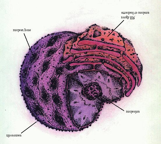 organelles, cytoskeletal