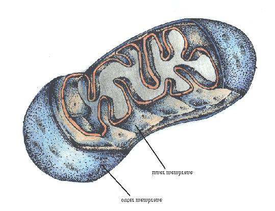 Mitochondria The Nucleus: