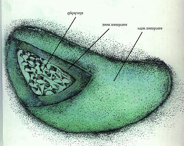 Vacuole Chloroplasts