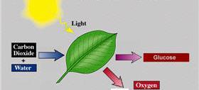 energy Chlorophyll Process that transforms light energy into chemical energy