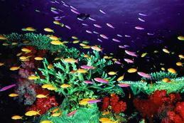 surroundings Often very colorful Coral Reef