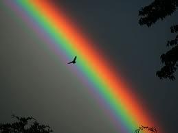 refraction and studied rainbows