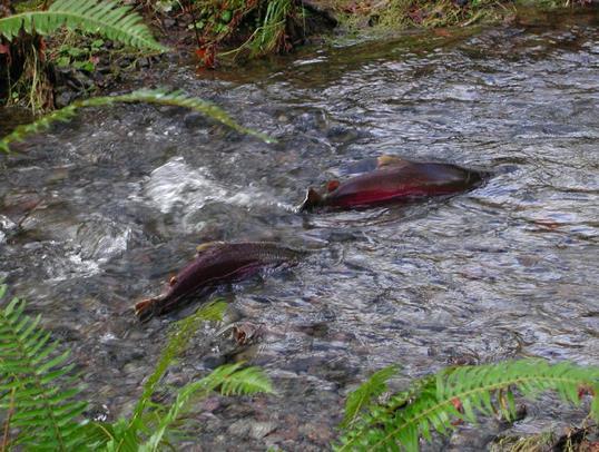 coho in order to protect the future.