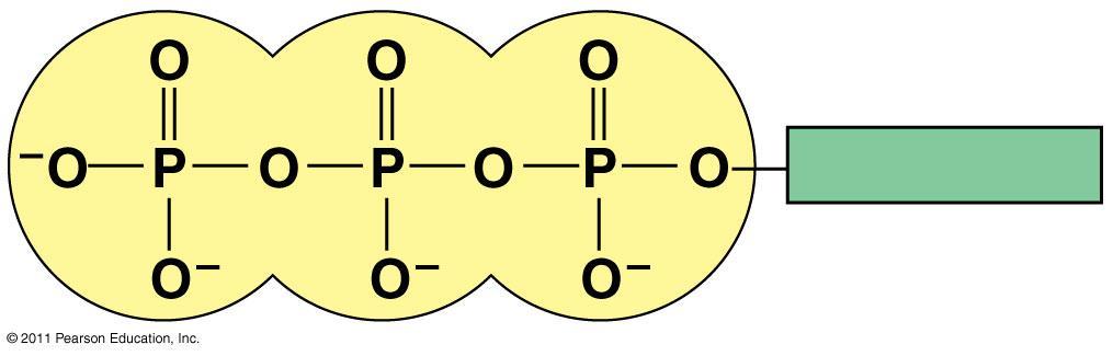 ATP: An Important Source of Energy for Cellular Processes One phosphate molecule, adenosine triphosphate (ATP), is the primary