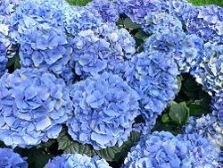 Fun Fact!!! The Hydrangea blossoms in pink or blue, depending on soil ph.
