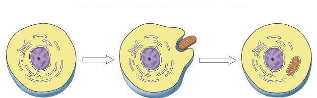 1 st Endosymbiosis Evolution of eukaryotes origin of mitochondria engulfed