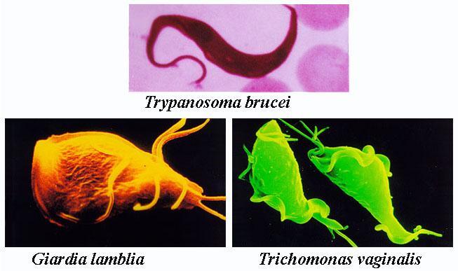 Animal-like protists