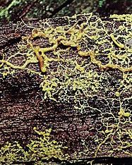 Fungal-like protists - decomposers Slime molds have two stages in life cycle free living (amoeboid)