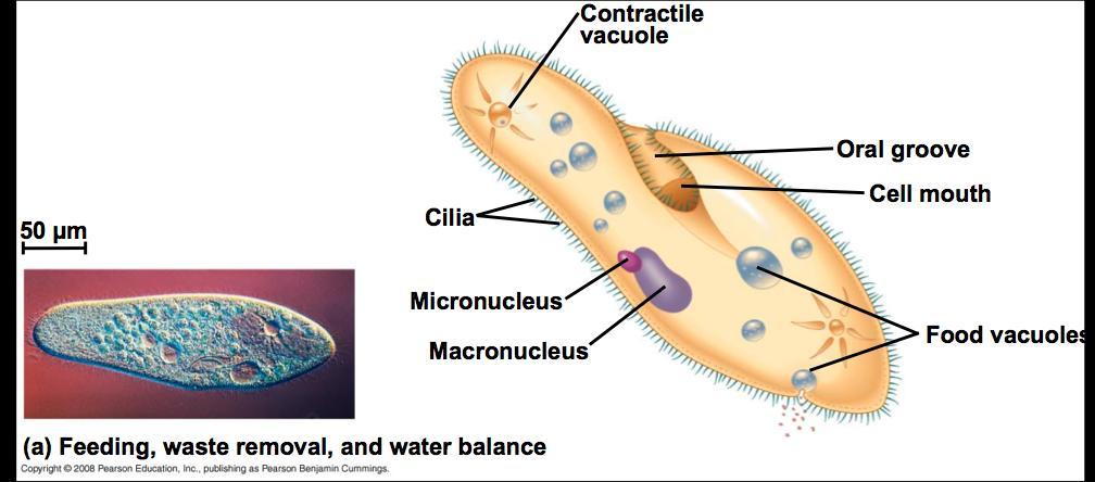 Ciliates Paramecium Contractile Vacuole: water balance