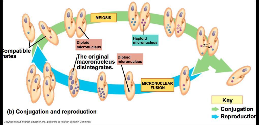 Ciliates: Reproduction Macronucleus & micronuclei Micronuclei are diploid & undergo meiosis genetic