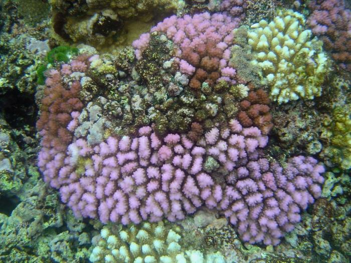 Coral Bleaching Relationship between