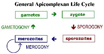 Apicomplexans obligate parasites of animals contains complex of organelles used to penetrate host cell non-photosynthetic,