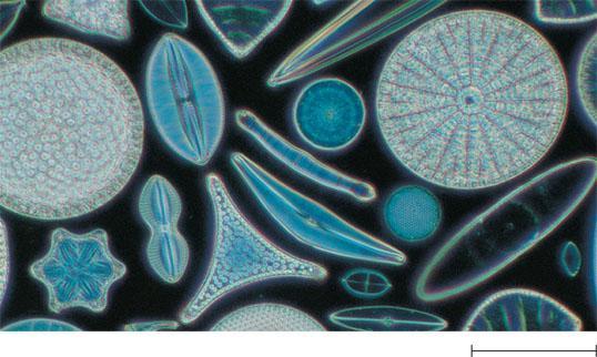 Diatoms major producer single-celled algae