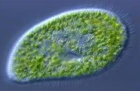 cell with mitochondrion chloroplast photosynthetic bacterium