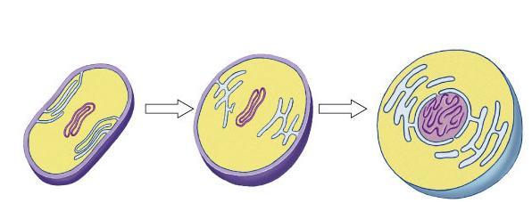 First Eukaryotes ~2 bya Development of internal membranes create internal micro-environments advantage: specialization = increase efficiency infolding of the plasma membrane natural