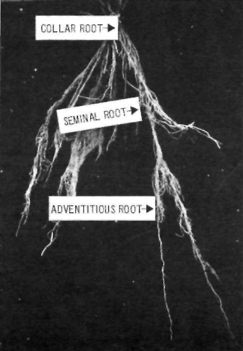 nodes at the base of the stem; and (3) the crown (or collar) roots, which originate from several lower nodes of the stem at or above the soil surface.