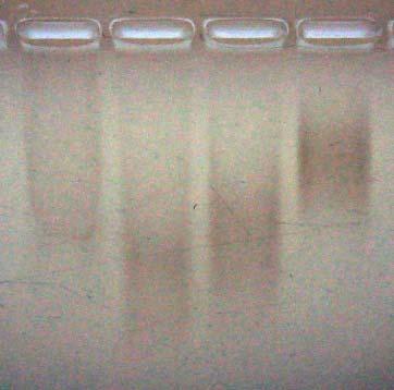 Figure S13. Gel electrophoresis of DNA functionalized PdNPs and AgNPs synthesized in the absence of gold cores.