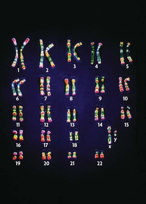 Your cells have autosomes and sex chromosomes. Your body cells have 23 pairs of homologous chromosomes.