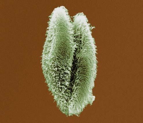 Single-celled eukaryotes ex: yeast,