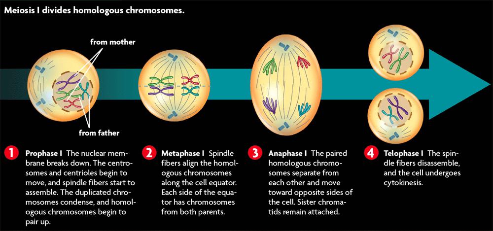 Metaphase 1, Anaphase 1, Telophase