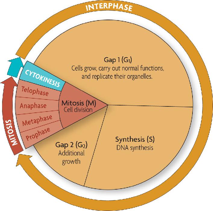 5.1 10.1 The Cell Cell Growth Cycle The cell cycle has four main stages.