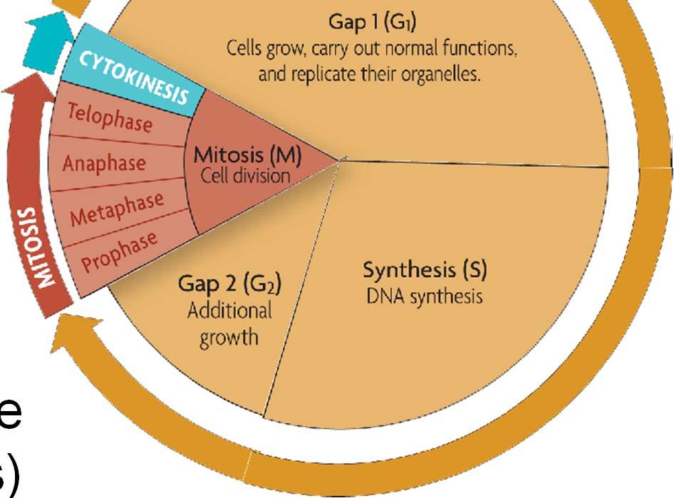 Gap 1 (G 1 ): cell growth and normal functions DNA synthesis (S): copies DNA Gap 2 (G 2 ):