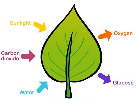 Photosynthesis is the process by which green plants make their own food Green plants are