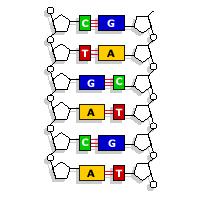 DNA is made up of 4 bases (ATGC) which carry the genetic code These bases hold the two