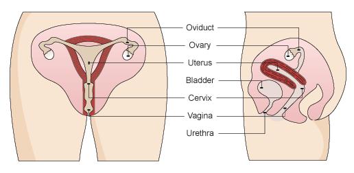 I understand the process of fertilisation and embryonic development and can discuss possible risks to the embryo.