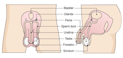 Male Reproduction System Testes - Produce sperm Sperm tube Where sperm travels along from the testes