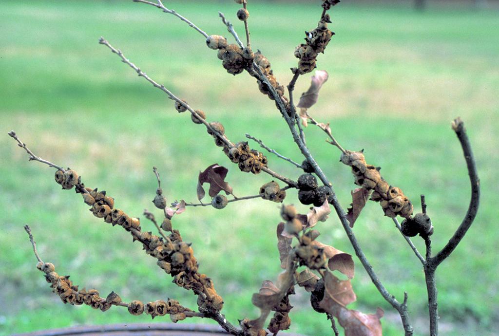 Elm Bladder or finger-type leaf galls Mite, Eriophyes ulmi Ficus Leaf folding and rolling Cuban laurel thrips Grape Galls on roots Grape phylloxera Hackberry Blister, nipple, petiole, bud gall and