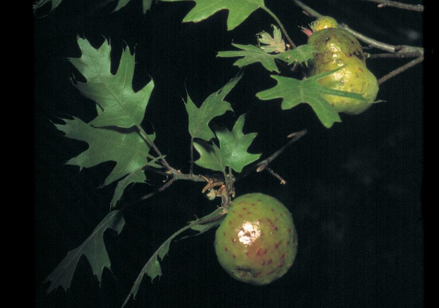 Galls caused by the oak apple wasp on red oak. Pocket galls on yaupon. Leaf pocket gall on cottonwood. Yaupon psyllid and pocket gall.