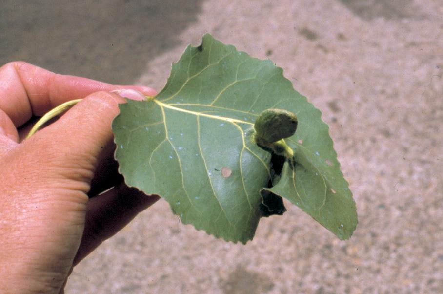 There are at least five phylloxera that occur on pecans, but the pecan leaf phylloxera, Carya illinoinensis, is the most serious and it is the only one that has more than one generation per year.