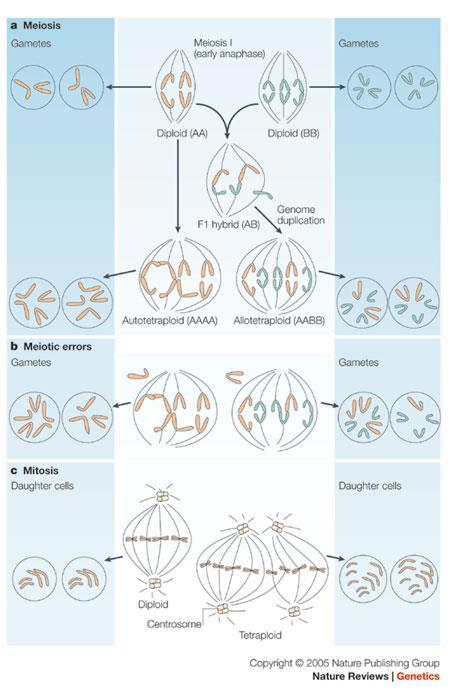 Polyploid Formation Genome duplication Failure of spindle fibers in meiosis or mitosis Must