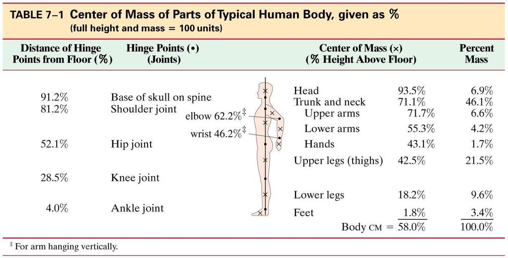 7-9 CM for the Human Body The x s in the small