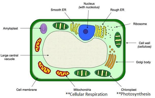 Name Class EXAM Date Unit 11 Plant Kingdom Characteristics of Plants Multicellular- made of cells Eukaryotes- have & membrane bound organelles Cell - made of Autotrophs/producers- make own energy