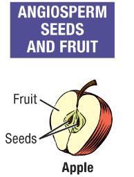 These seeds enter a period of dormancy, during which the embryo is alive but.
