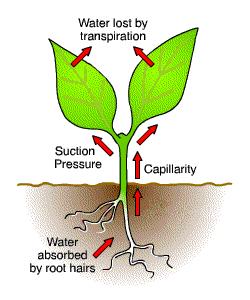 TRANSPIRATION Loss of from a plant through the Helps & required up stem from roots. Part of the, trees transpire water back into the atmosphere.