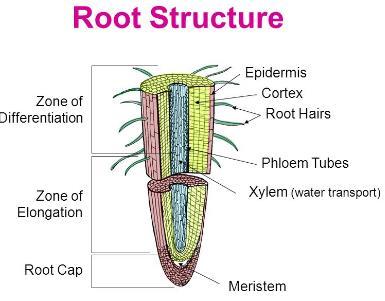 C. ROOTS Underground organs that and minerals and keeps the plant in place 2 Main Types: root and roots a. Tap roots: one main root follows water underground b.